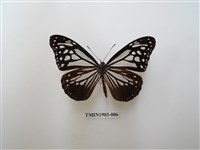 藏品(斯氏絹斑蝶)的圖片